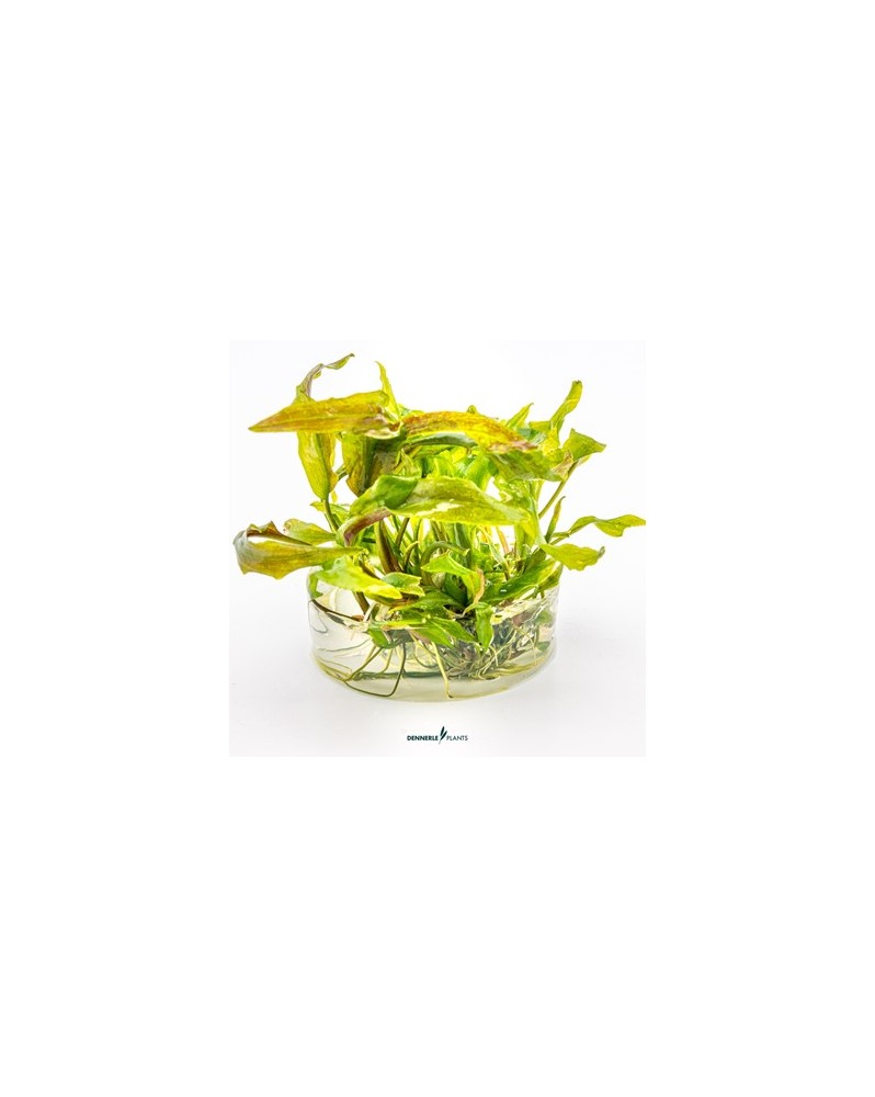 Cryptocoryne usteriana    - Plant It!